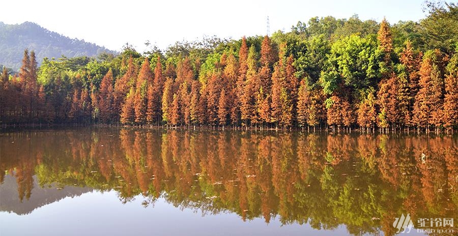 紅杉林與湖水交相輝映